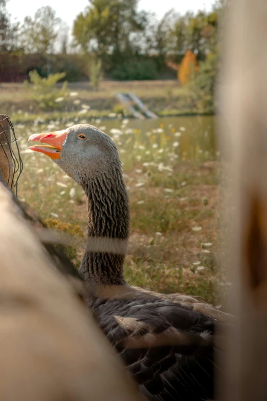 a grey and white duck standing outside in a field