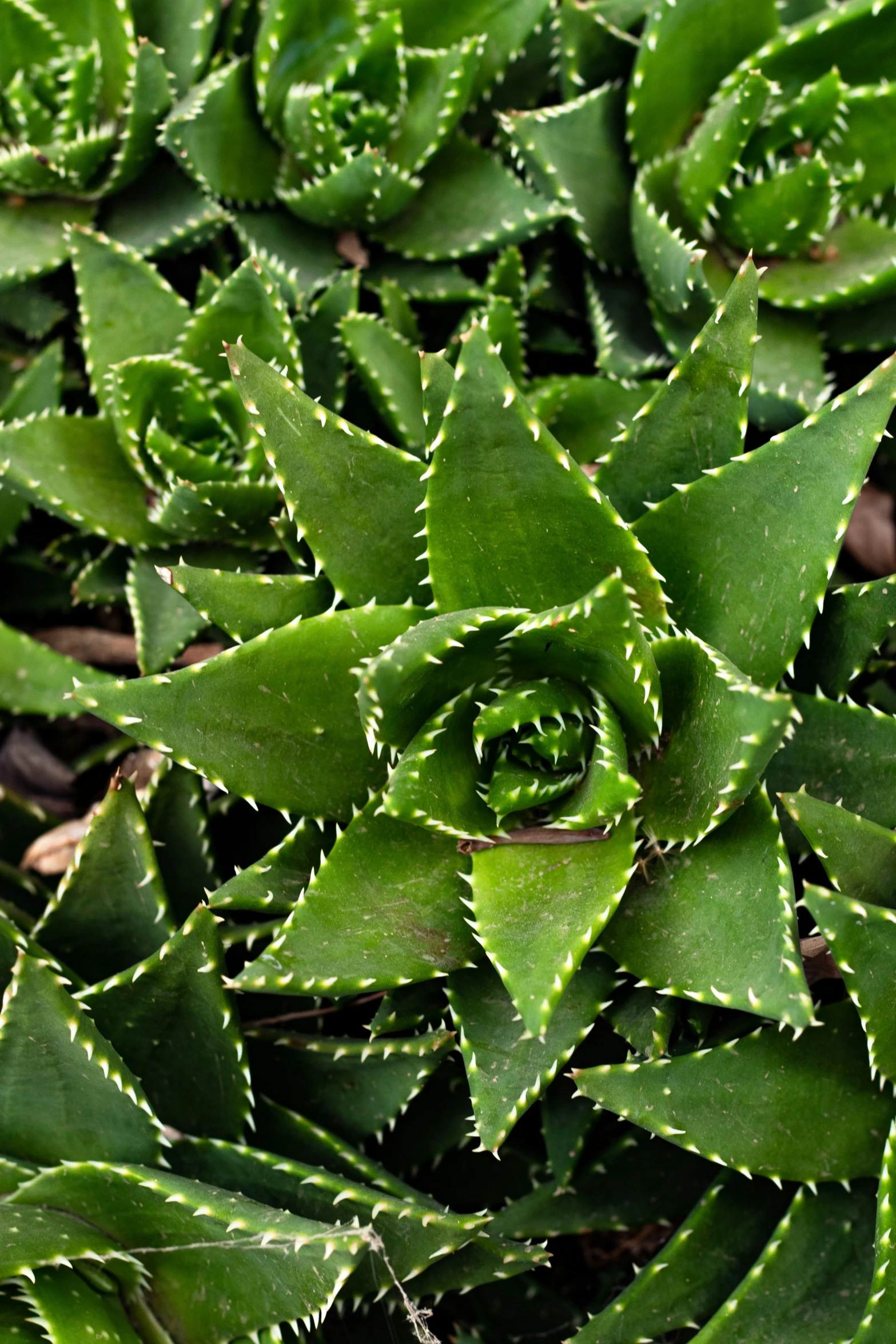 close up of green plants with brown leaves