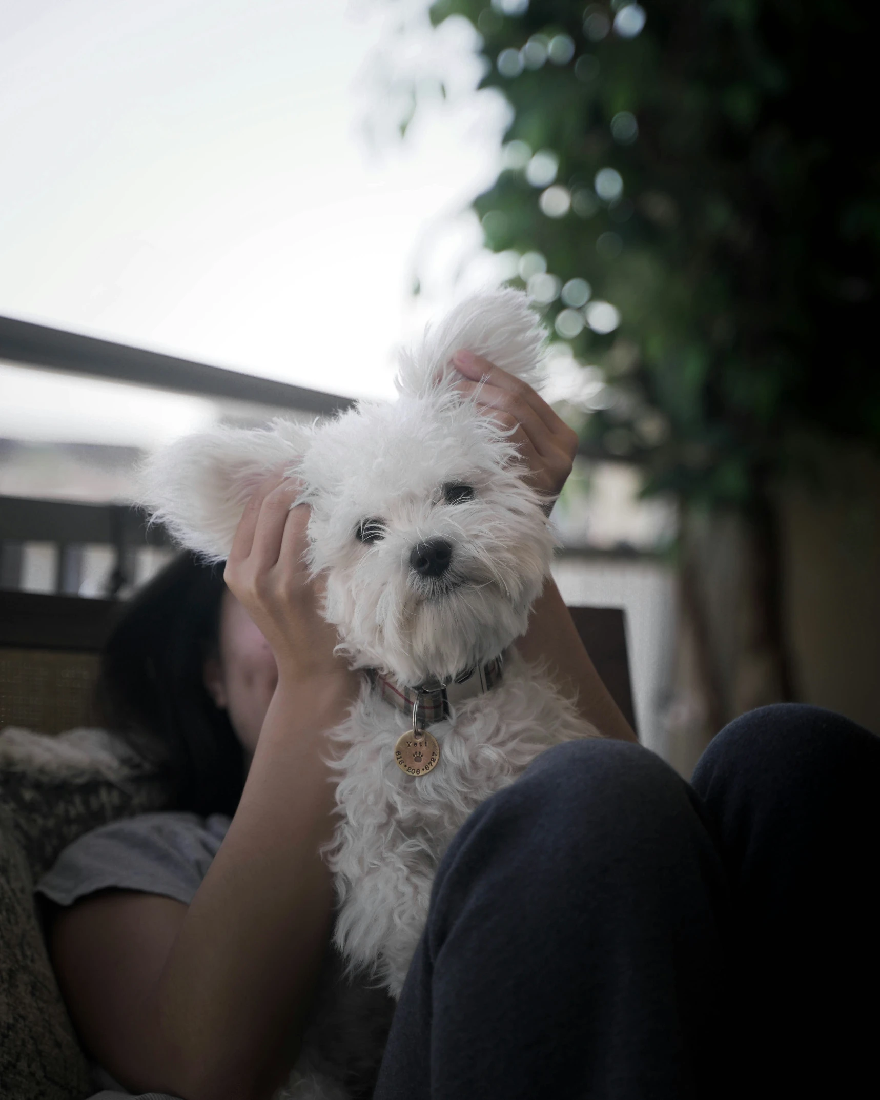 a dog being held up by its owner