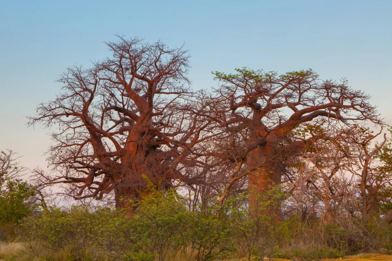 two elephants in the middle of a field near many trees