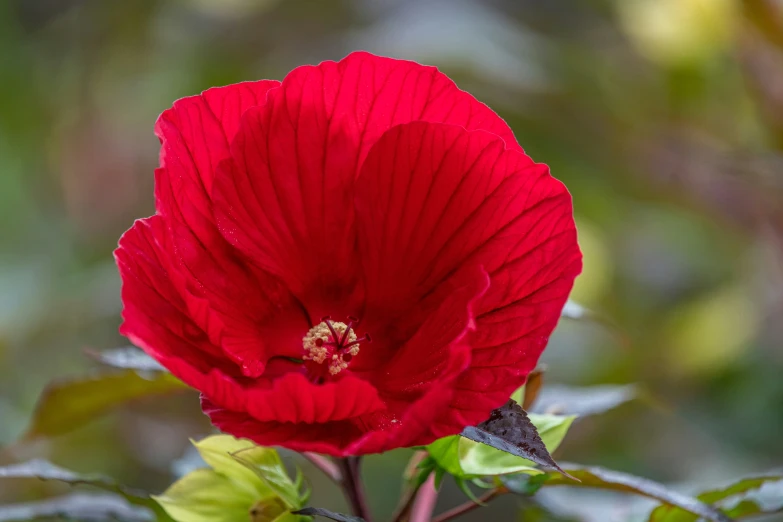 a red flower with two small green stems