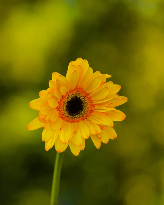 a yellow flower that is in some kind of flower