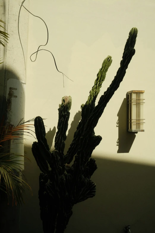 a cactus is seen against a shadow from the building