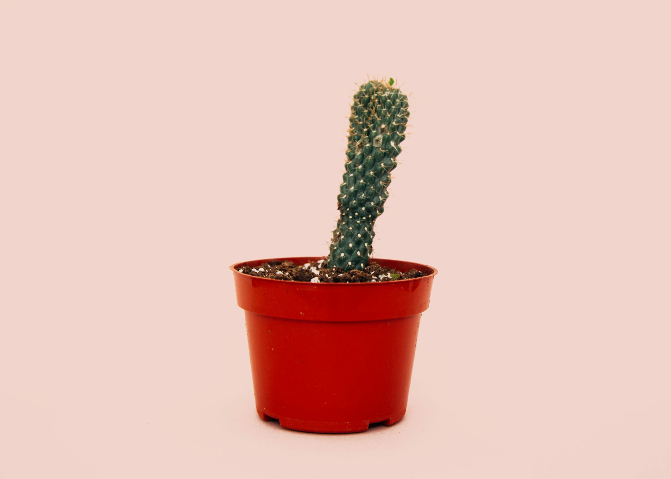 a small cactus in a red pot on pink background