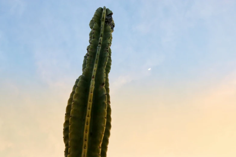 a plant in the desert with a sky background