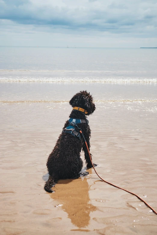 a black dog on a leash at the beach
