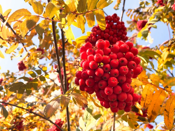 a tree with some very bright red fruit