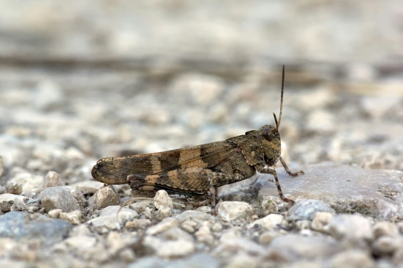 a close up of a brown and black bug on a rocky surface