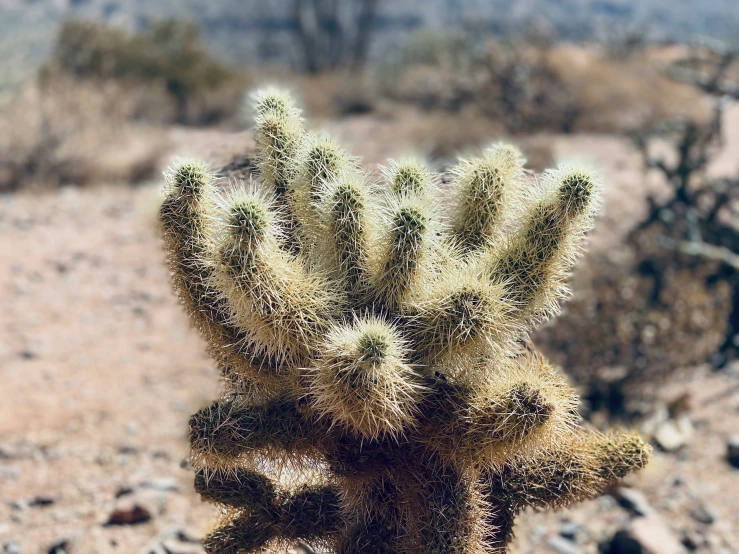 a cactus that is in the dirt