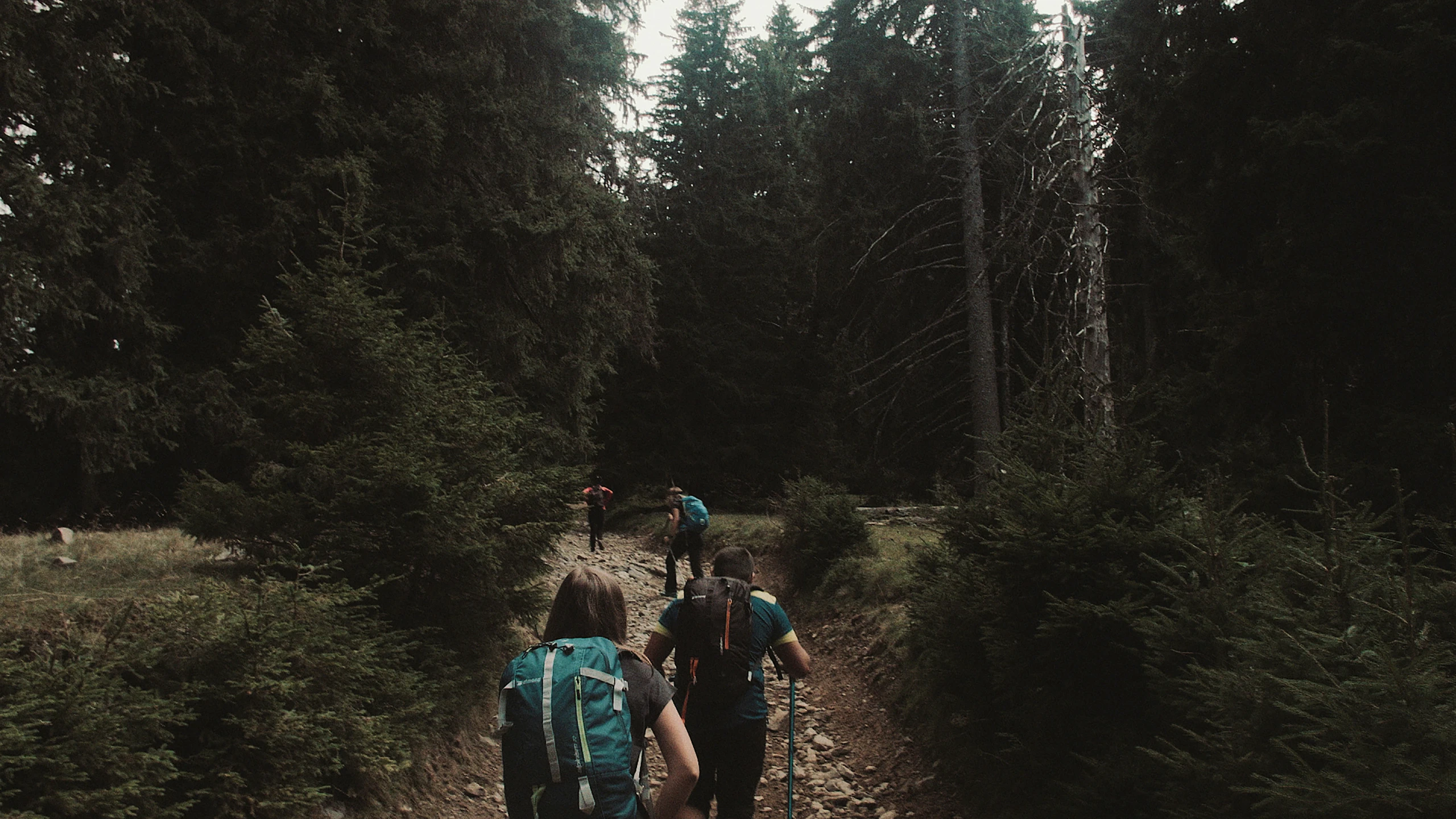 three backpackers hike through a forest with trees on both sides