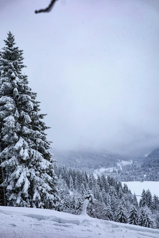 a skier coming down the hill, with some trees in the background