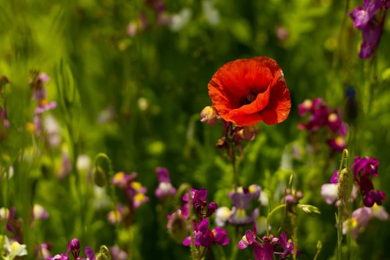 red flower growing in the middle of a field