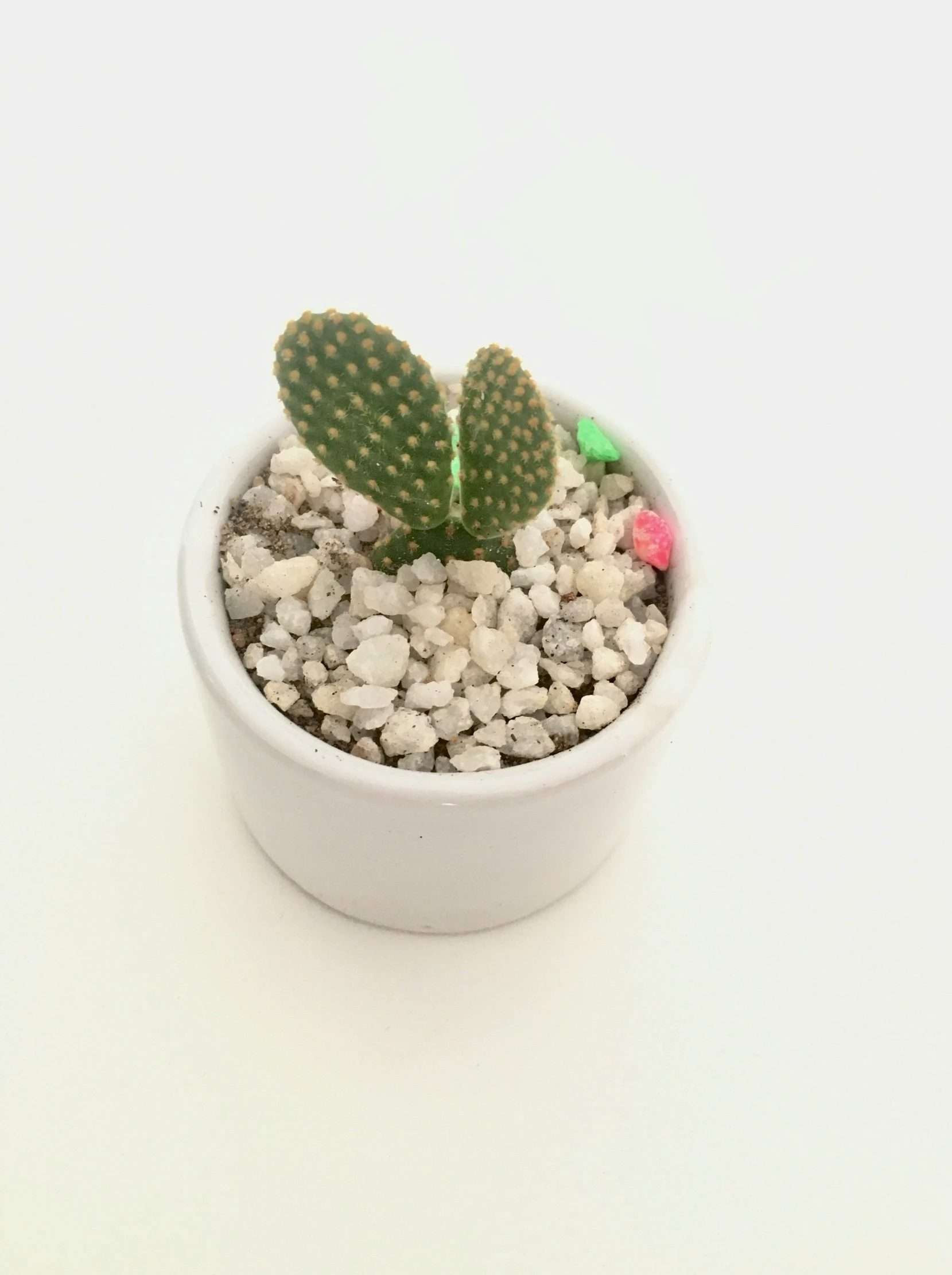 a small cactus is sitting in a white pot