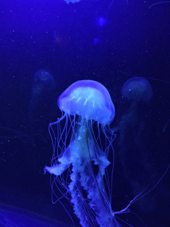 a close up of a jellyfish in an aquarium