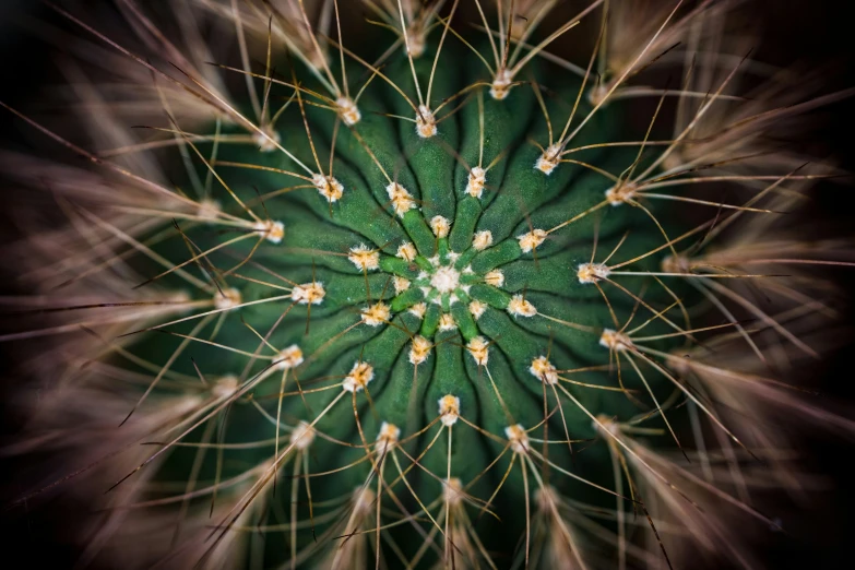 an overhead s of a cactus showing the stems