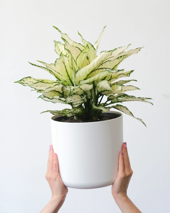 hands holding up a plant over their head