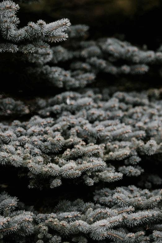 close up of small flowers with green stems