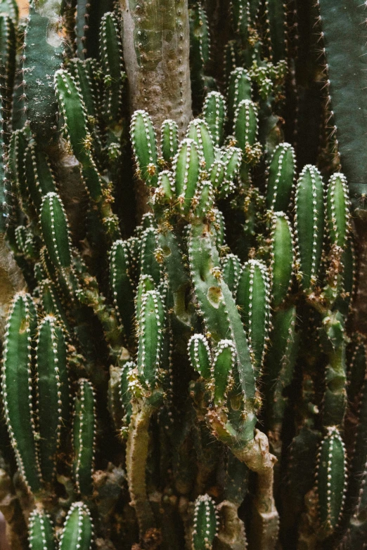 cactus in bloom next to the trunk of an unknown cactus