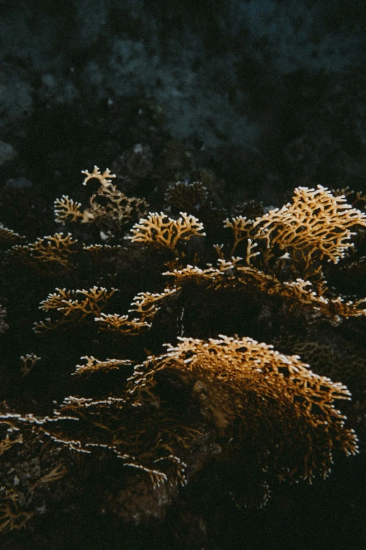 a sea coral seen at night from below