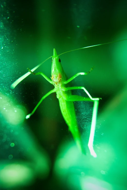 a green praying on top of leaves in the shade