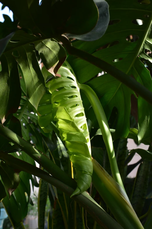 close up of some green leaves growing by the sunlight