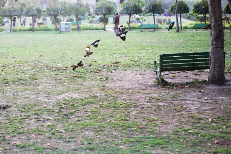 ducks flock out of a park bench while others watch