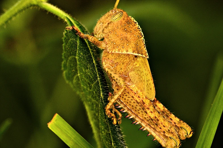 a golden locus bug perched on top of a green leaf