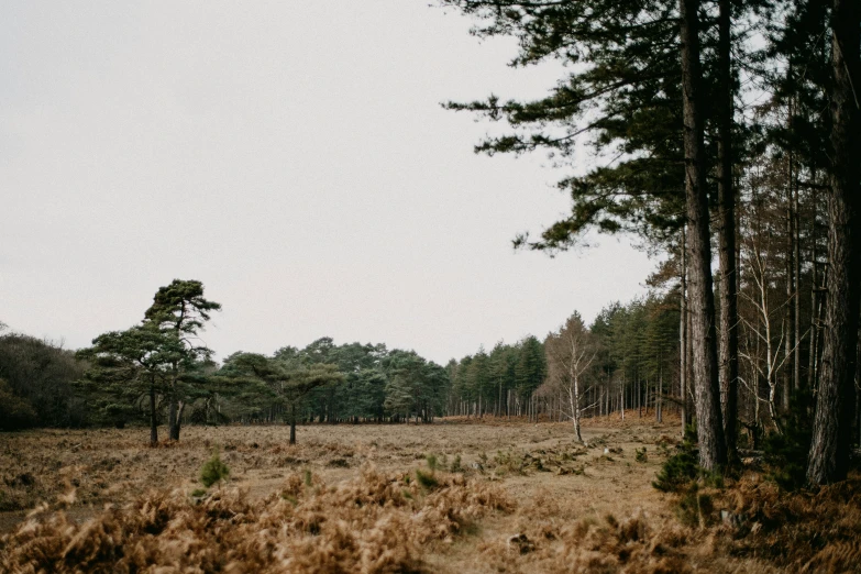 an empty forest filled with lots of trees