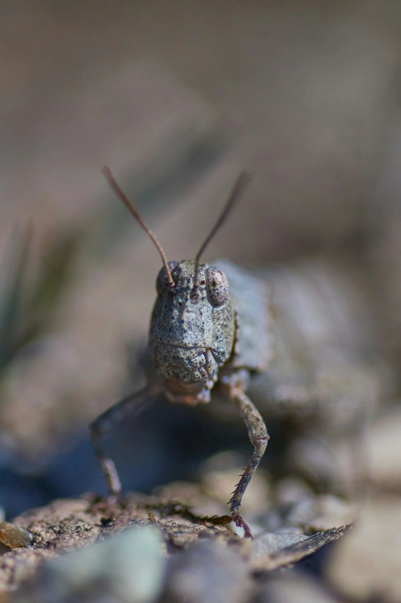 a tiny insect with one eye missing