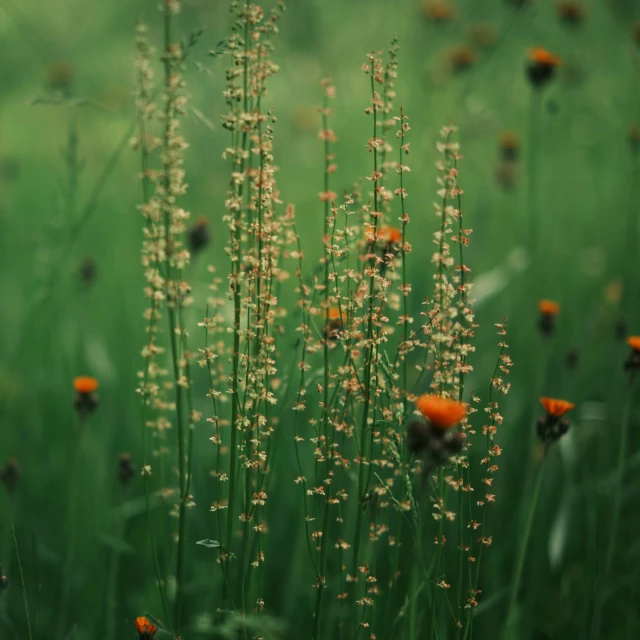 flowers are shown with lots of green grass