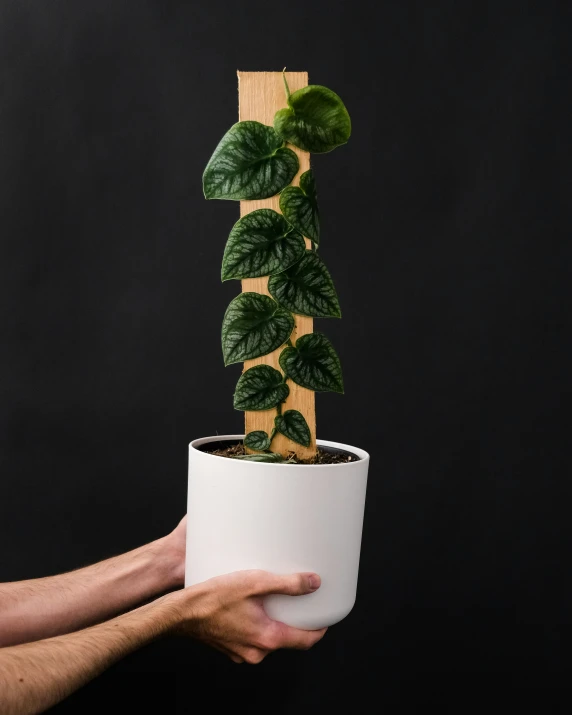 a plant sitting in a white pot and held by a hand