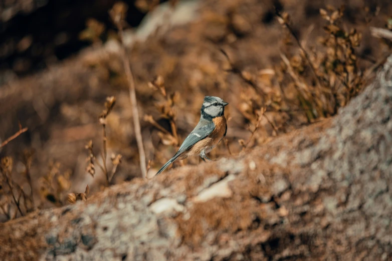 a blue bird sitting on top of a rocky cliff