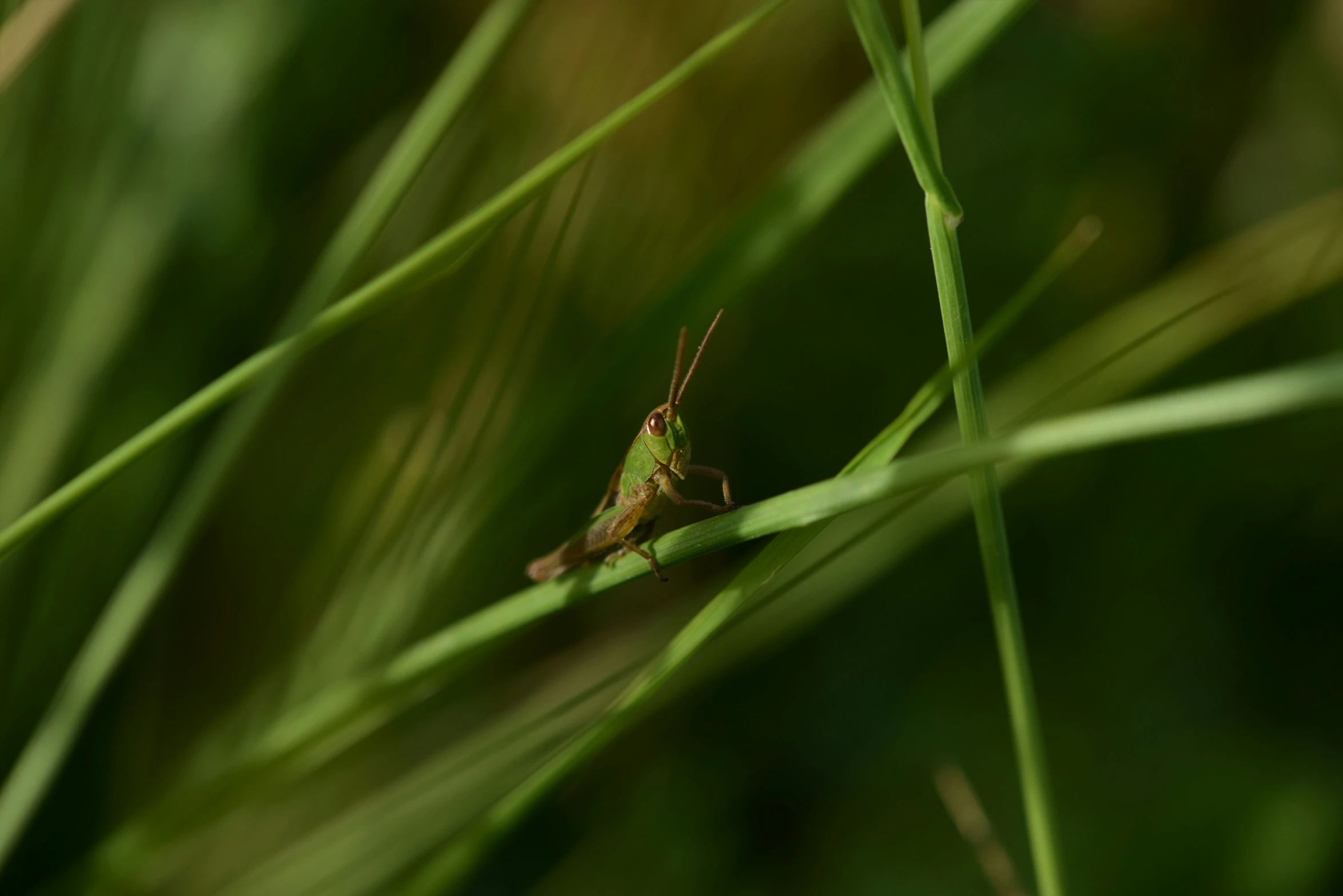 a grasshopper in closeup with its head stuck into tall green grass