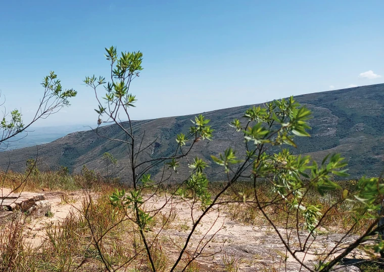 a group of trees next to some dirt