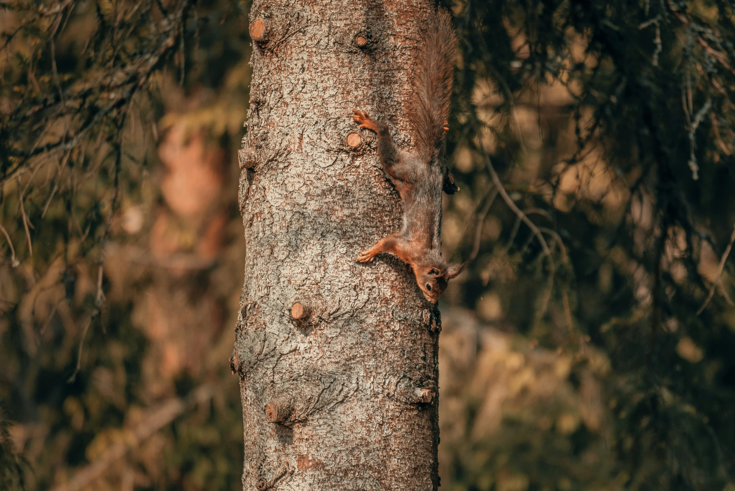 a squirrel is standing next to a tree