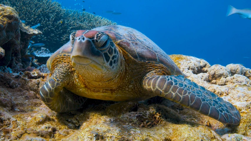 green turtle swimming in the ocean with many different fish