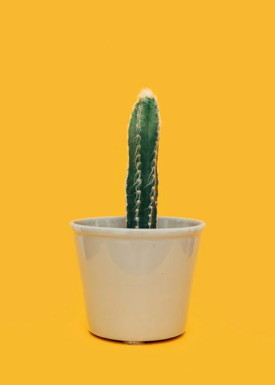 a cactus is sitting in a white pot