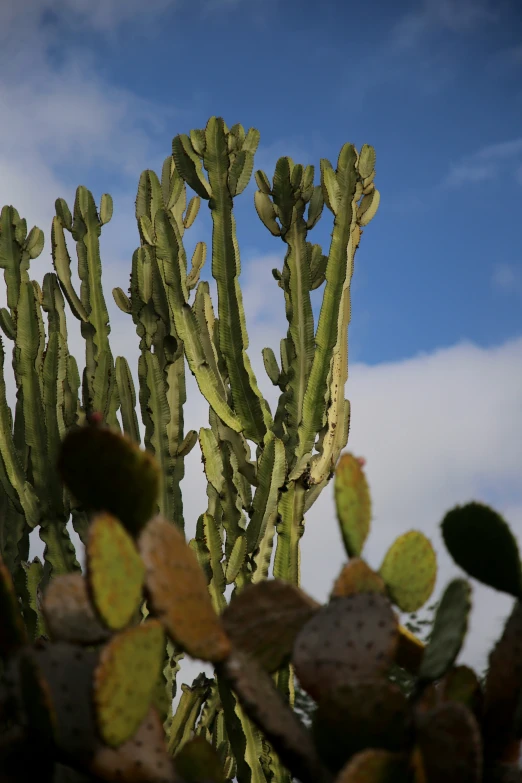 the tops of several cactus plants against a blue sky