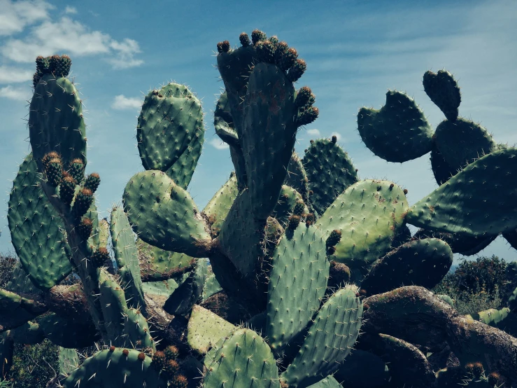 large, green cactus with sharp limbs against the blue sky
