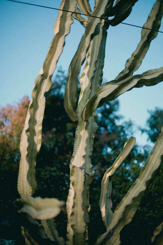 a cactus that has been  by the sun