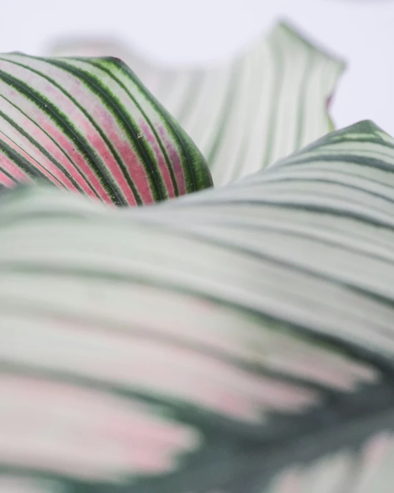 closeup view of the patterns of striped and striped fabric