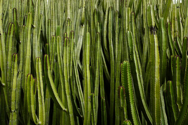 the top of many green cactus plants on a sunny day