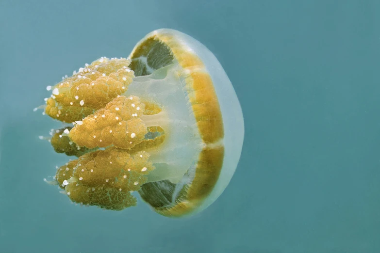 an underwater orange piece floating in the ocean