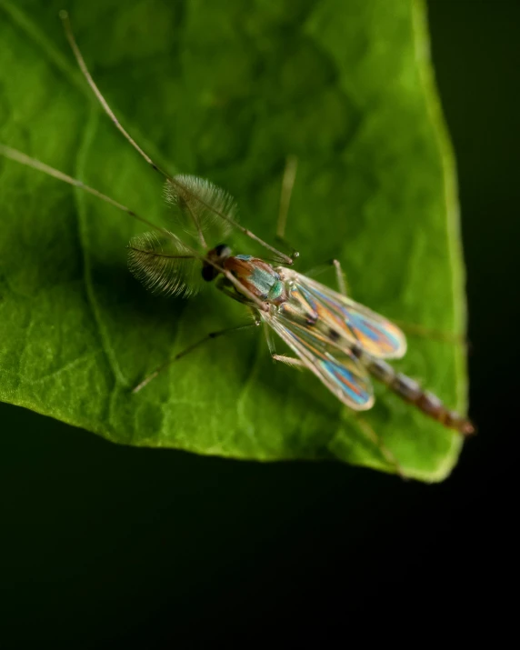 two tiny bugs sitting on top of a leaf