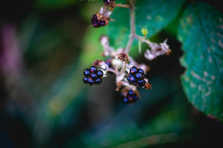 the tiny blue flowers are surrounded by bright green leaves