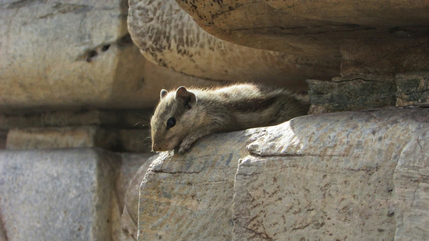 a small mouse sitting on top of a rock