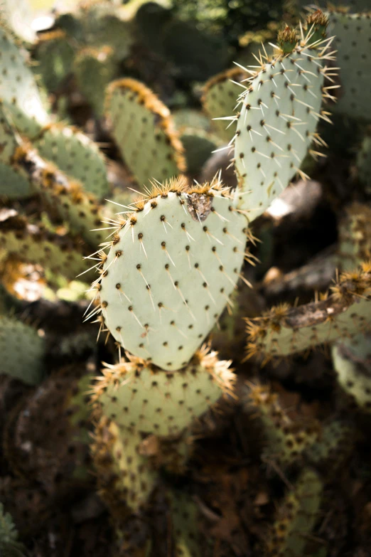 some very cute small green plants with sharp needles