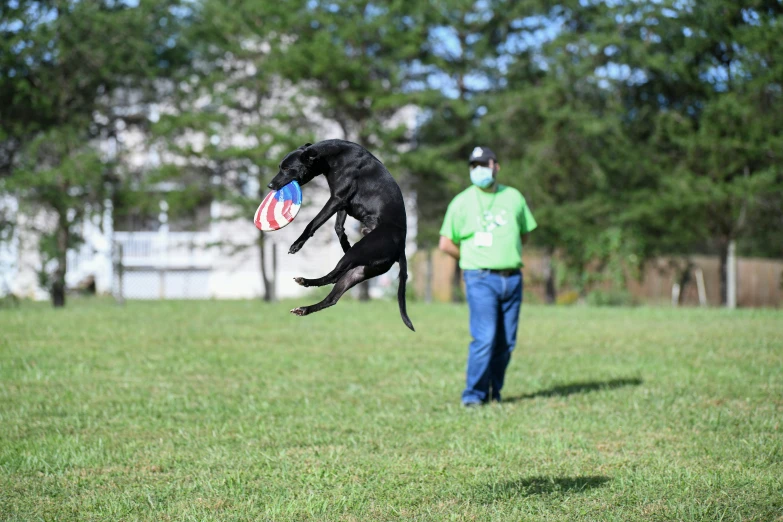 black dog catches frisbee with tail in midair on sunny day