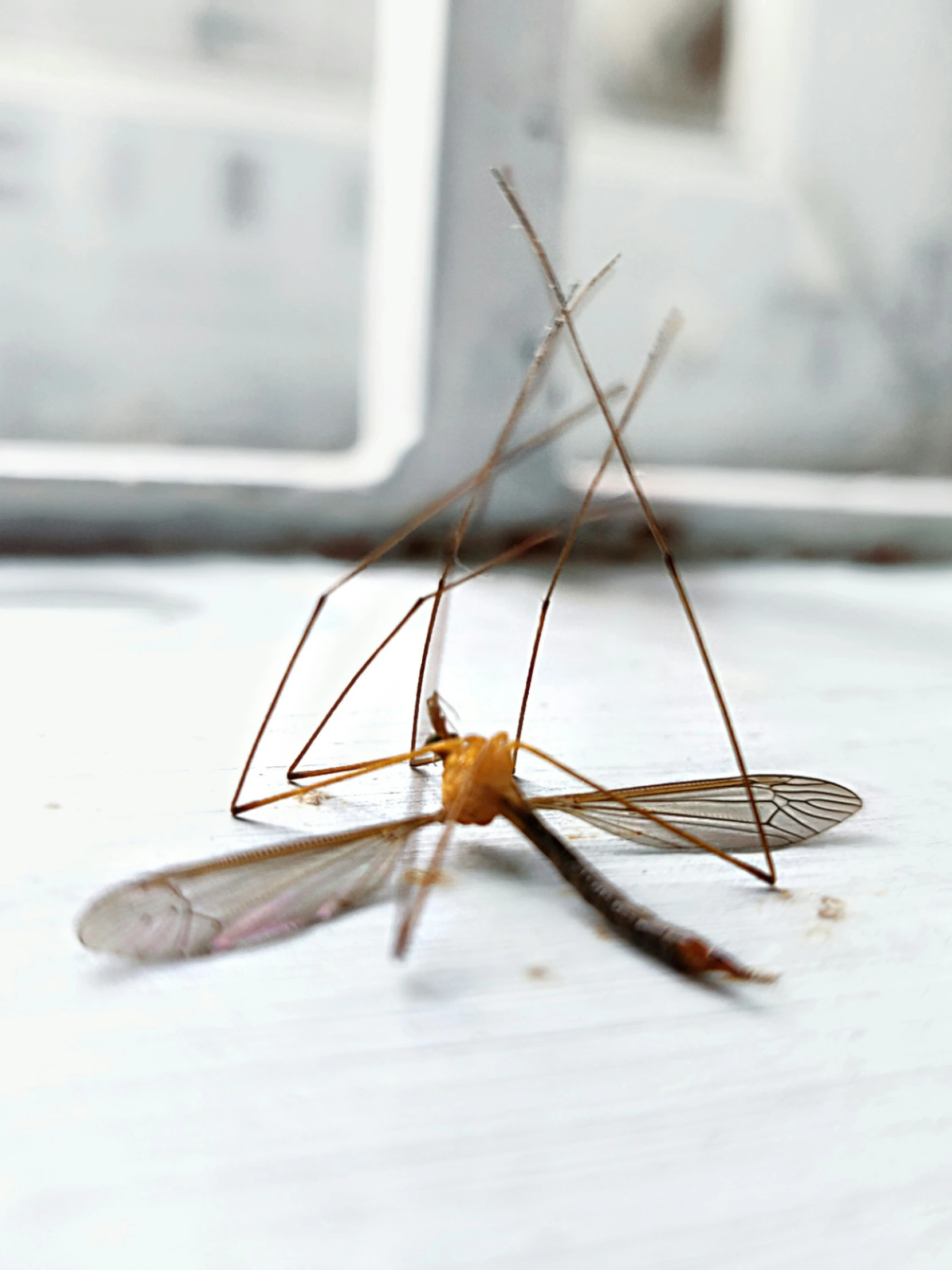 the insect is sitting on top of the table