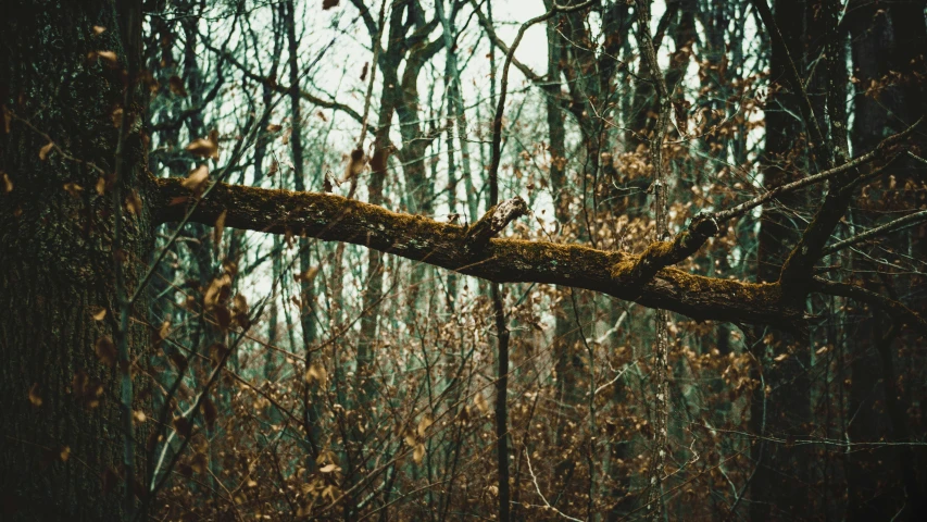 a large tree with moss growing on it